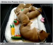 puppycam.jpg