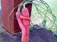 CarrotLove.jpeg