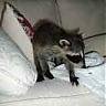 Baby Coon