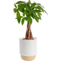Costa Farms Pachira Aquatica Money Tree