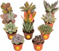 Costa Farms Live Mini Succulent Assortment Potted in Terracotta Pots