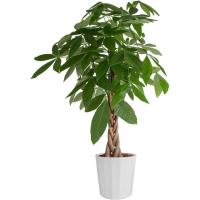 Costa Farms Money Tree Live Plant