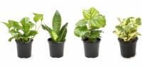 Essential Houseplant Collection Live Indoor Plants 4 Pack