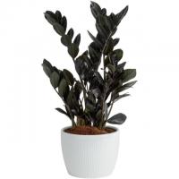 10in Costa Farms Raven ZZ Live Indoor Houseplant