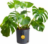 Costa Farms Live Monstera Indoor Plant in Nursery Plant Pot