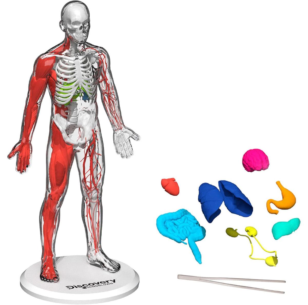 Discovery Mindblown 3D Human Anatomy 28-Piece Biology Model for $12.59