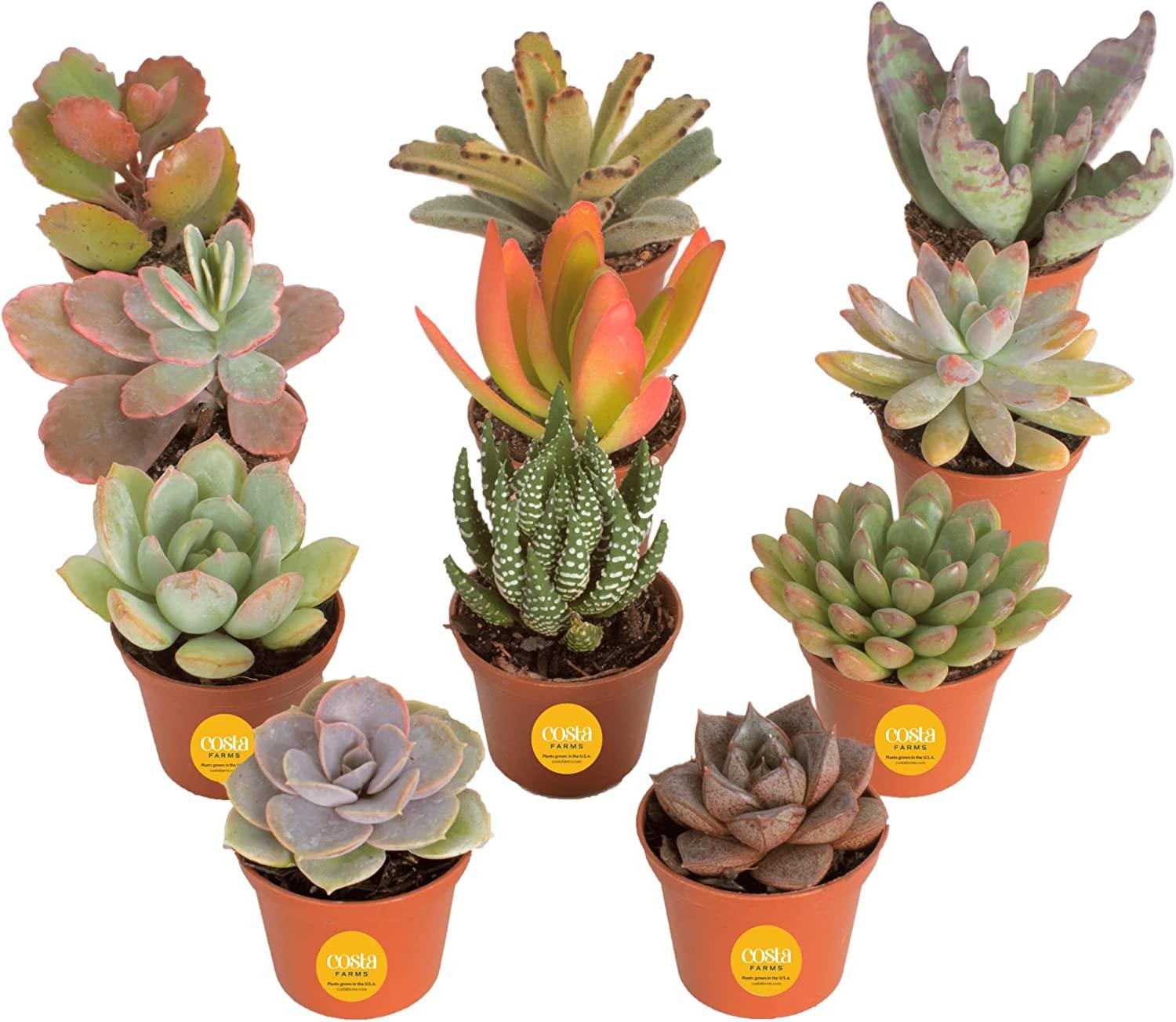 Costa Farms Live Mini Succulent Assortment Potted in Terracotta Pots for $17.65