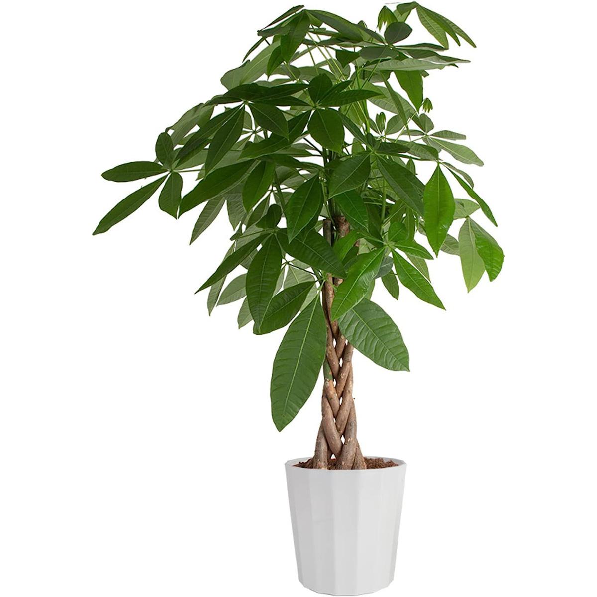 Costa Farms Money Tree Live Plant for $37.57 Shipped