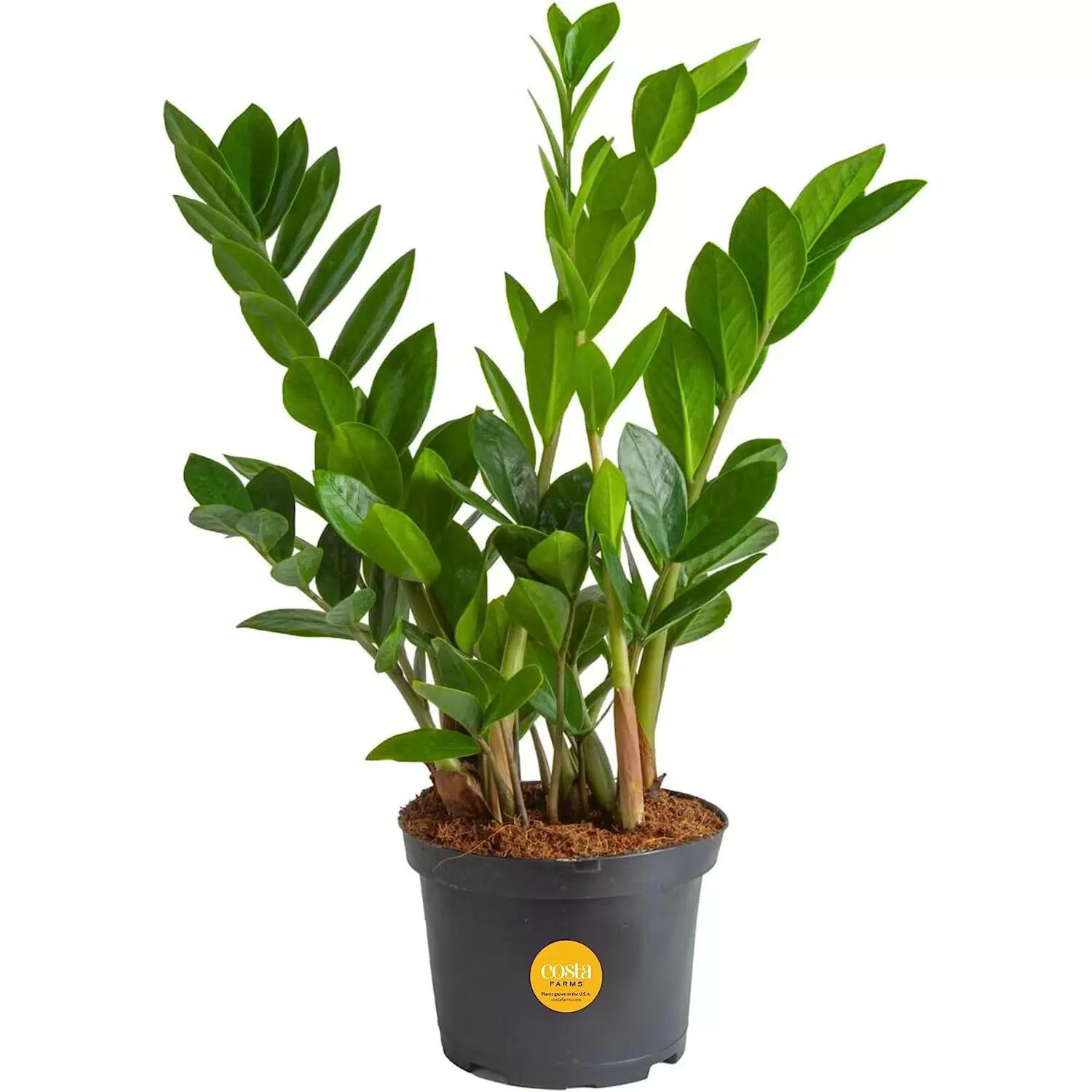 Costa Farms ZZ Live Indoor Houseplant for $13.94