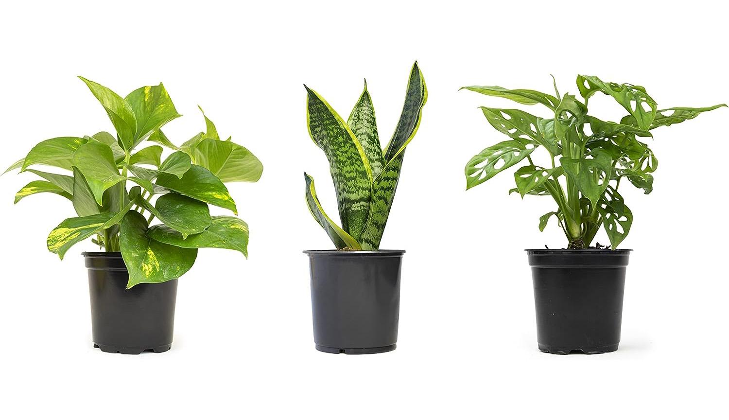 Altman Essential Houseplant Collection 3 Pack for $16.02