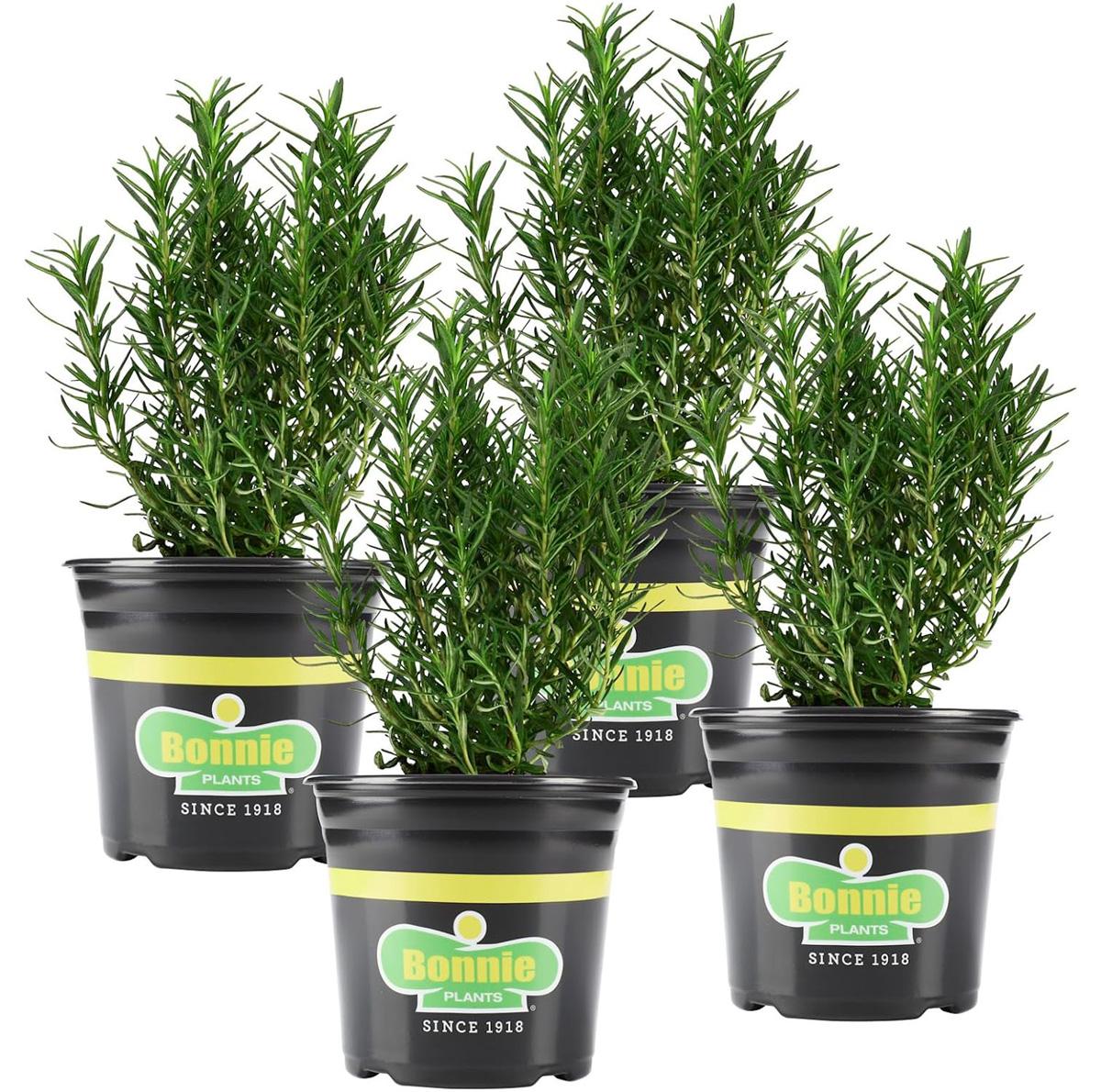 Bonnie Plants Rosemary Live Edible Aromatic Herb Plant 4 Pack for $14.65