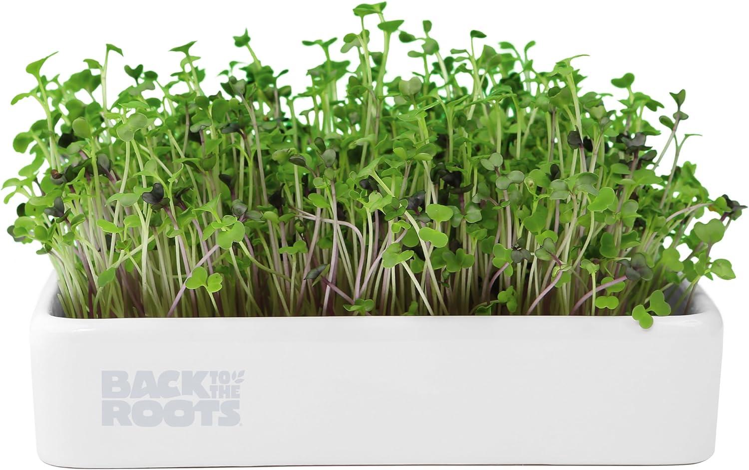 Back to the Roots Organic Microgreens Grow Kit with Ceramic Planter for $6.49